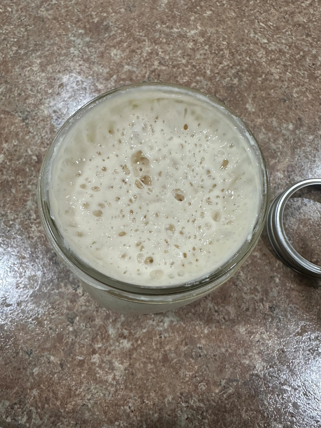 Freeze Dried Sourdough Starter